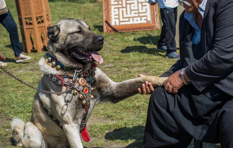 Is the Kangal the most dangerous dog in the world? We clarify Is the Kangal the most dangerous dog in the world? We clarify