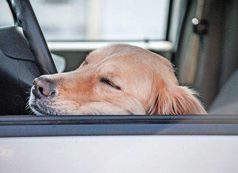 Vomex A for dogs for nausea: dosage, side effects and tips