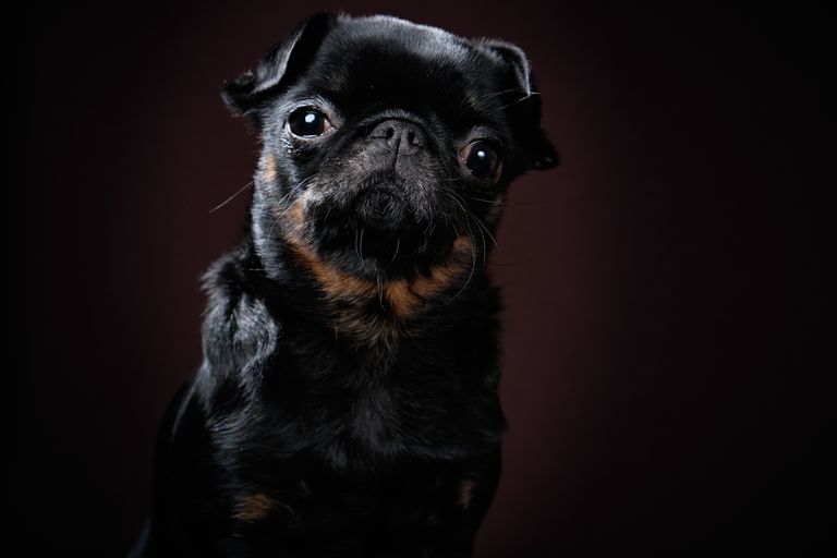Dogs with Down syndrome - Trisomy 21 dogs Dogs with Down syndrome - Trisomy 21 dogs