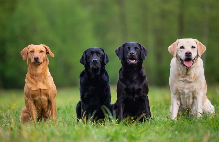 Labrador: show line vs. working line - the differences Labrador: show line vs. working line - the differences