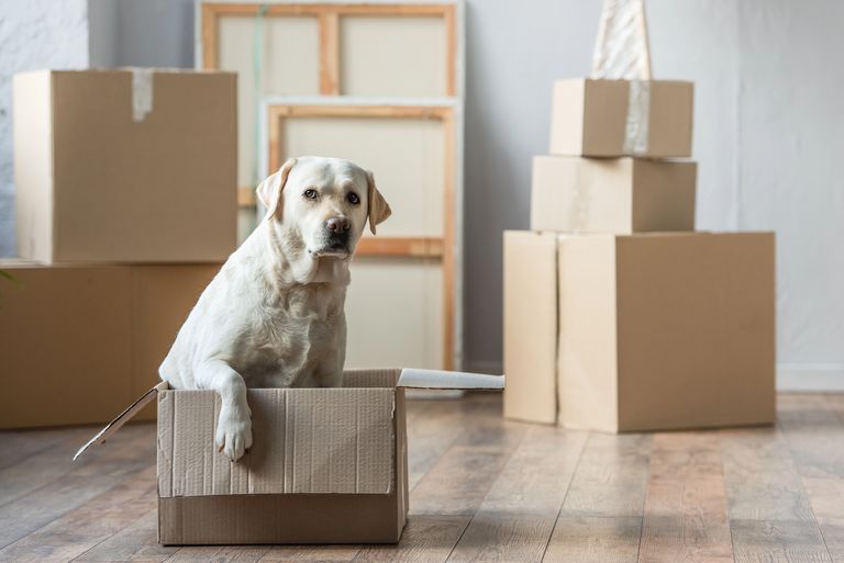 Stress-free acclimatization after the move: your dog in the new environment Stress-free acclimatization after the move: your dog in the new environment