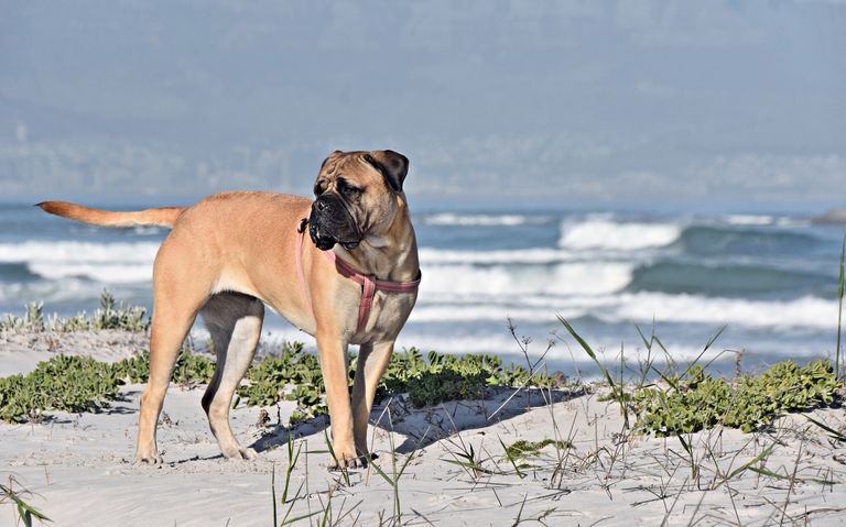 2 dog breeds that can be used for lion hunting
