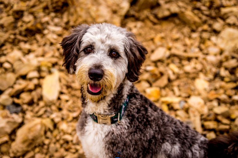 Dog Eats Dirt: We Know Why he eats soil Dog Eats Dirt: We Know Why he eats soil