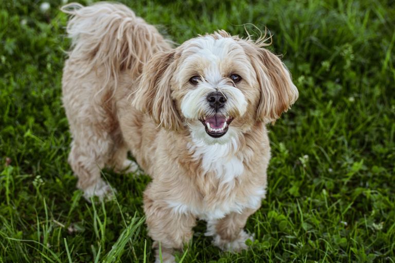The fluffiest dog breeds 2023 The fluffiest dog breeds 2023