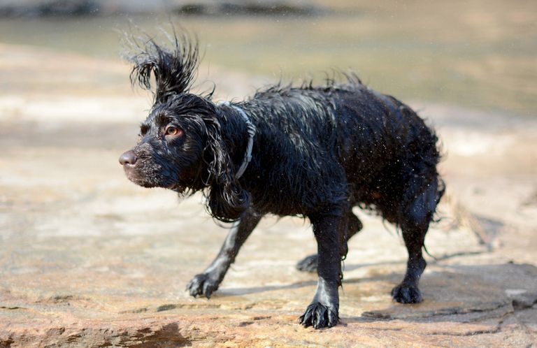 5 reasons why it can be that your dog trembles 5 reasons why it can be that your dog trembles