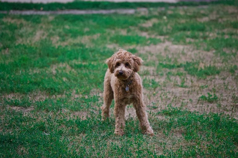 You want a poodle? Then read these things beforehand You want a poodle? Then read these things beforehand