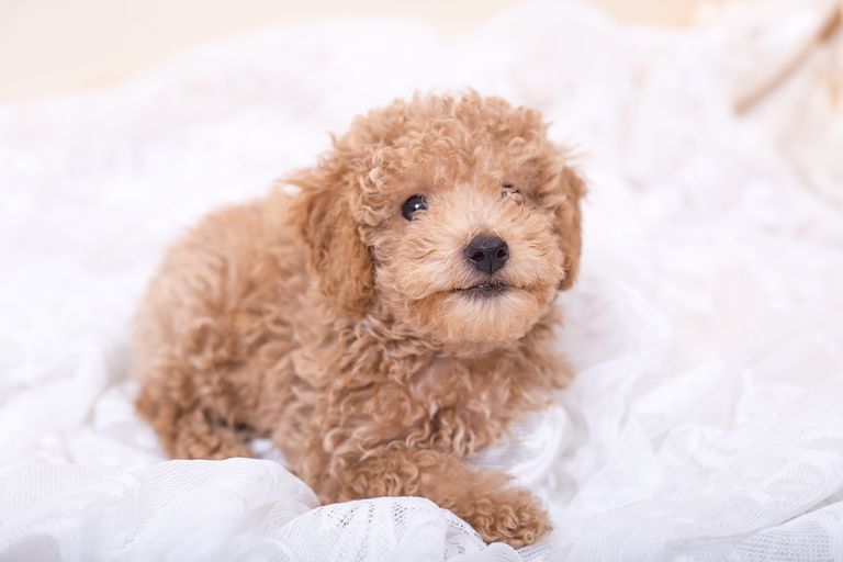 First vaccinations for the puppy - Legal situation, What vaccinations are good and important First vaccinations for the puppy - Legal situation, What vaccinations are good and important