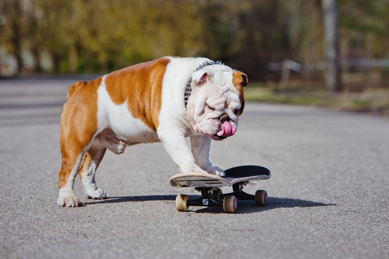 Fancy dog names - male Fancy dog names - male