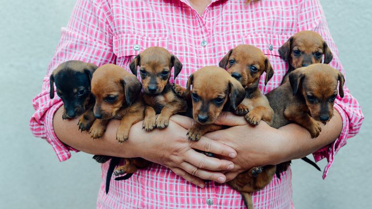 Dog breeder in Bavaria Dog breeder in Bavaria