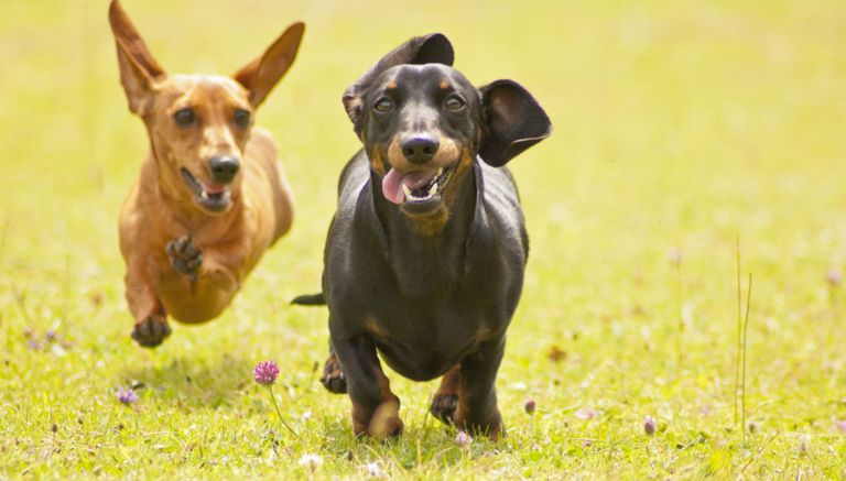 Hip joint and elbow dysplasia in dogs Hip joint and elbow dysplasia in dogs