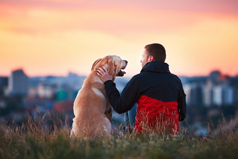 Labrador as a therapy dog - procedure, costs, where, how, what and why just a Labrador Labrador as a therapy dog - procedure, costs, where, how, what and why just a Labrador