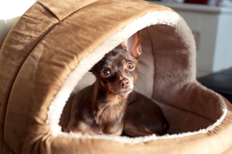 How your dog learns to go on its place How your dog learns to go on its place