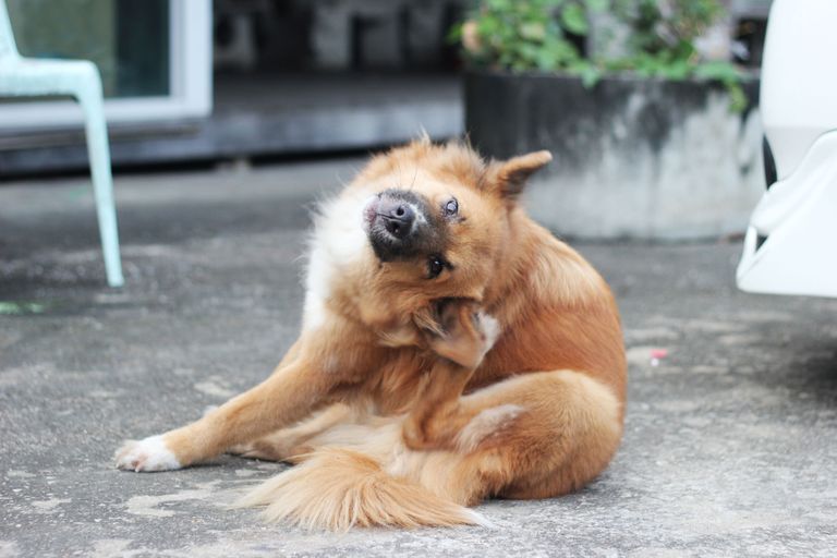 Chronic ear infection in dogs - what you can do Chronic ear infection in dogs - what you can do