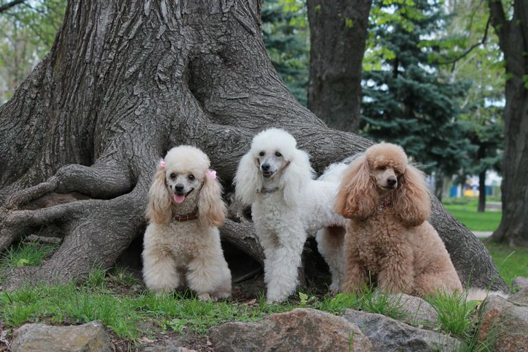 15 Hypoallergenic Dog Breeds: Non hairy breeds for allergy sufferers 15 Hypoallergenic Dog Breeds: Non hairy breeds for allergy sufferers