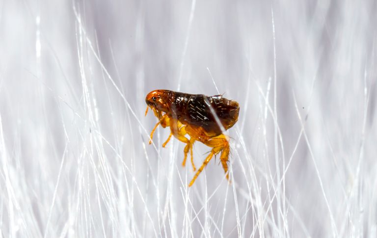 Fleas dog - What helps preventively Fleas dog - What helps preventively