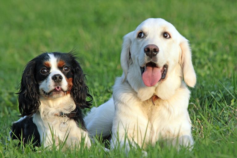 Beginner dogs: Top 15 breeds for beginners Beginner dogs: Top 15 breeds for beginners