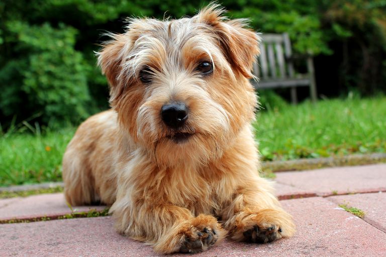 Leaving the dog alone in the garden - advantages/disadvantages Leaving the dog alone in the garden - advantages/disadvantages