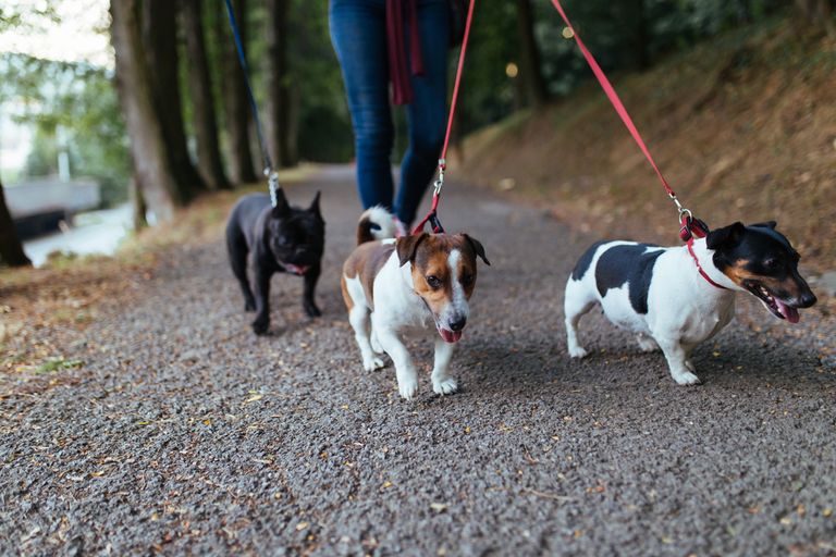 Relaxed walking on the leash despite other dogs - 3 tips for leash leadership Relaxed walking on the leash despite other dogs - 3 tips for leash leadership