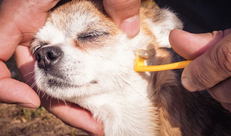 Lyme disease in dogs - symptoms & treatment and why its so dangerous Lyme disease in dogs - symptoms & treatment and why its so dangerous