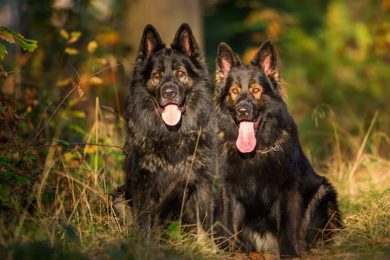 German dog breeds at a glance German dog breeds at a glance