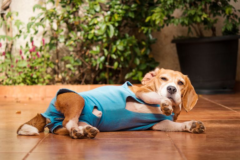¿Qué significan los ruidos gastrointestinales de tu perro? ¿Qué significan los ruidos gastrointestinales de tu perro?
