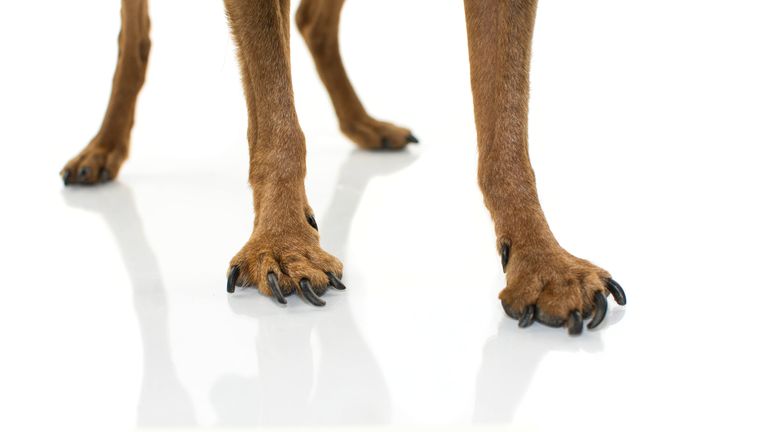 Librela: un revolucionario alivio del dolor para perros con artrosis Librela: un revolucionario alivio del dolor para perros con artrosis