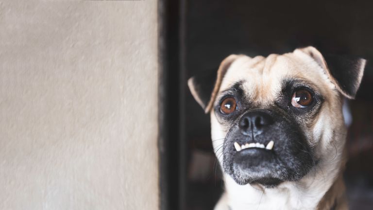 Perros con mordida prematura: Dientes de cachorro y frenillos en perros Perros con mordida prematura: Dientes de cachorro y frenillos en perros