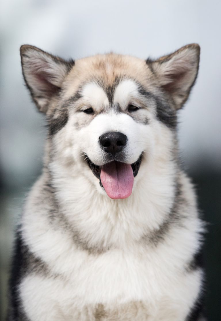 Sonajeros para perros: ¿Por qué y qué debo hacer? Sonajeros para perros: ¿Por qué y qué debo hacer?