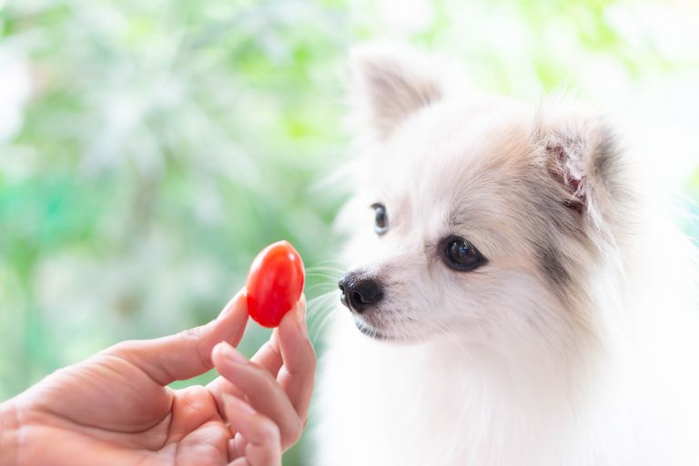 ¿Los perros pueden comer tomates? ¿Los perros pueden comer tomates?