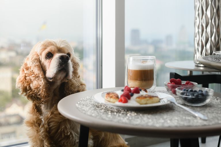 ¿Puede mi perro comer arándanos? ¿Puede mi perro comer arándanos?