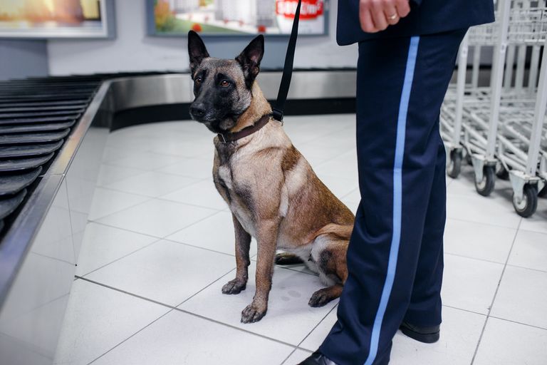 Perros de trabajo: descripción del uso de perros en la vida profesional Perros de trabajo: descripción del uso de perros en la vida profesional