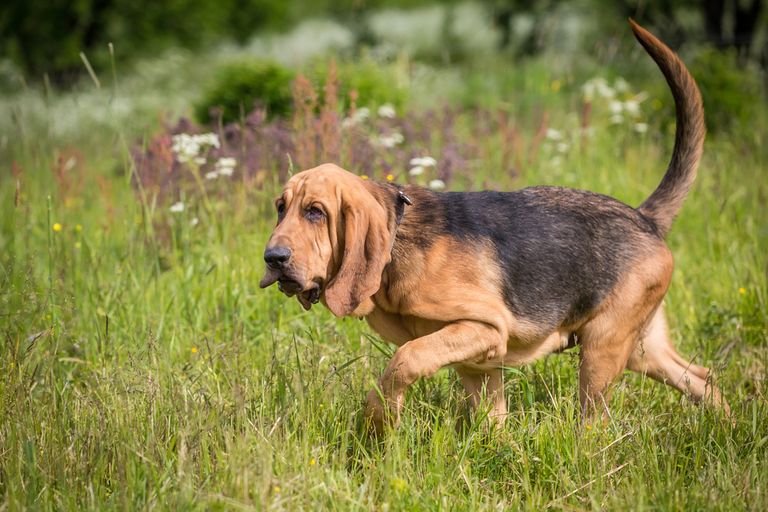 Vacaciones de senderismo con perro: ¡lo que debes tener en cuenta! Vacaciones de senderismo con perro: ¡lo que debes tener en cuenta!