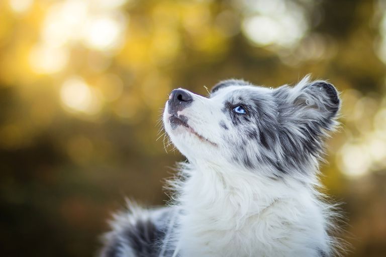 Merlé: el color especial en ciertas razas de perros Merlé: el color especial en ciertas razas de perros