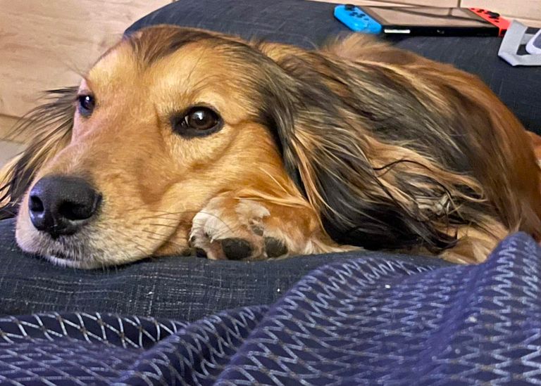 ¿Tu perro cojea y cojea después de tumbarse? ¿Tu perro cojea y cojea después de tumbarse?