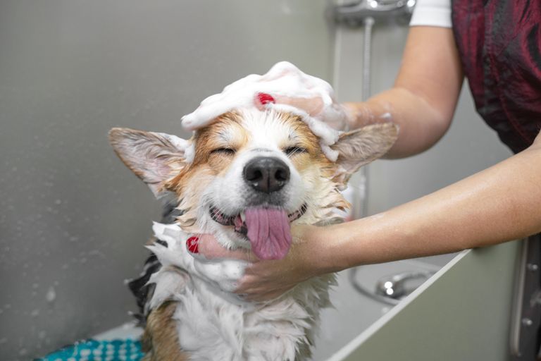 ¿Tengo que bañar a mi perro? ¿Tengo que bañar a mi perro?