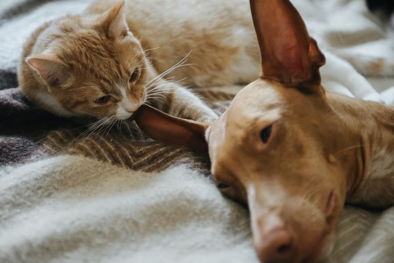 Acostumbrar al perro al gato: con estos tres consejos lo conseguirás