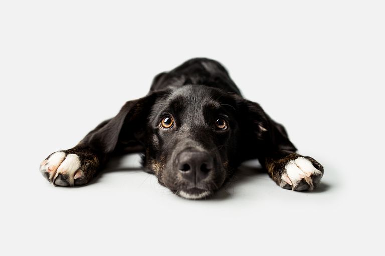 Enfermedades cardiacas en perros: diagnóstico y control Enfermedades cardiacas en perros: diagnóstico y control