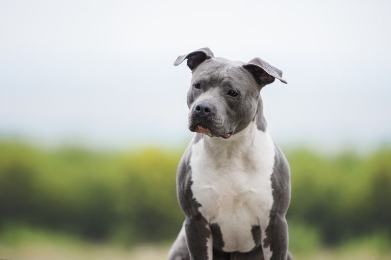 Spray azul para perros: todo lo que debes saber Spray azul para perros: todo lo que debes saber