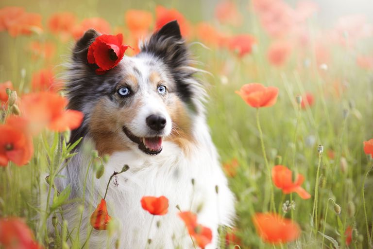 Defecto MDR1 - todo lo que debes saber sobre él si tienes un perro Defecto MDR1 - todo lo que debes saber sobre él si tienes un perro