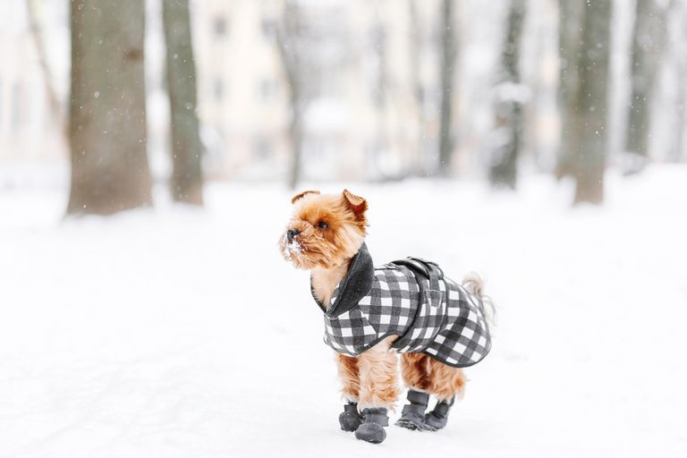 ¿Zapatos para perros? ¿Necesitan los perros realmente zapatos? ¡Tres consejos! ¿Zapatos para perros? ¿Necesitan los perros realmente zapatos? ¡Tres consejos!