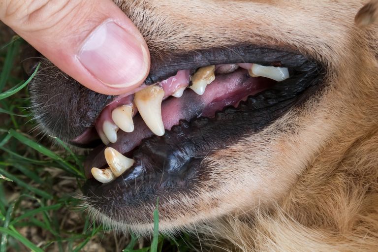 Le détartrage chez les chiens : Un guide complet Le détartrage chez les chiens : Un guide complet