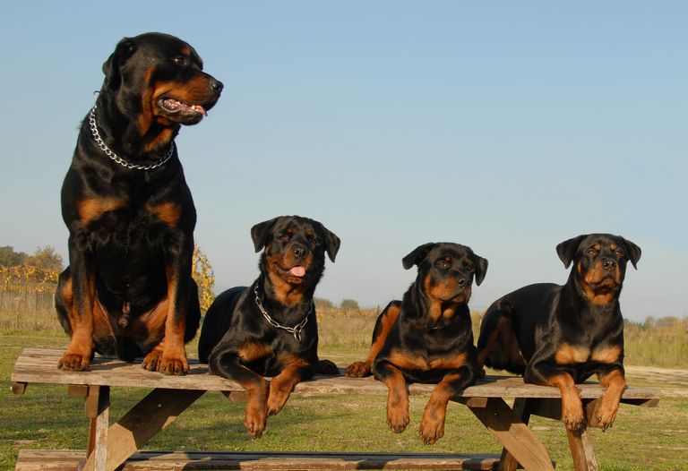 Le rottweiler est-il agressif ou dangereux ? Le rottweiler est-il agressif ou dangereux ?
