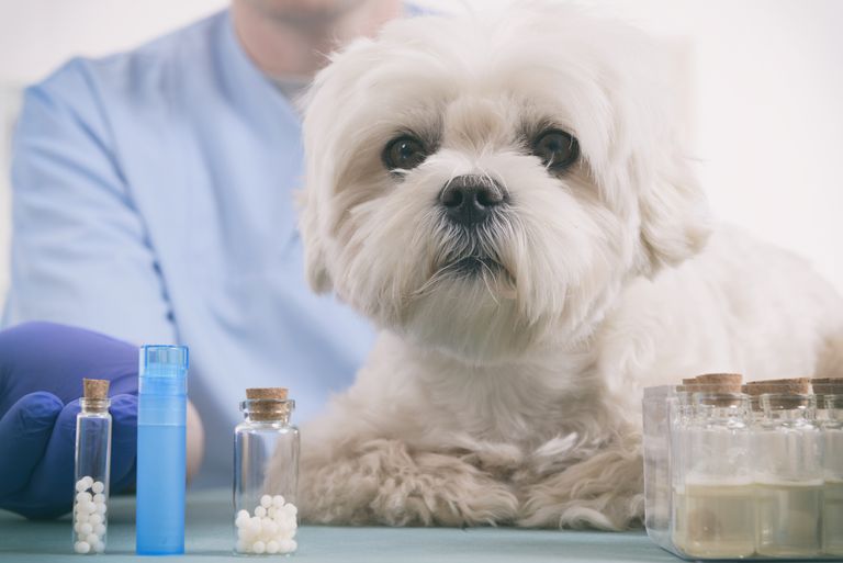 Les granules pour les chiens Les granules pour les chiens