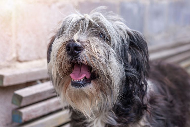 Pourquoi ton chien tremble-t-il et halète-t-il ? Pourquoi ton chien tremble-t-il et halète-t-il ?