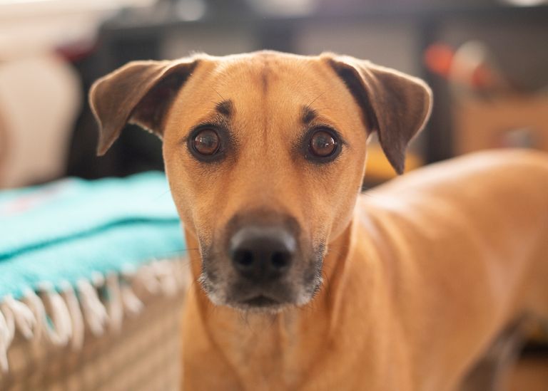 Le chien ne peut plus se lever : Que faire ? Le chien ne peut plus se lever : Que faire ?
