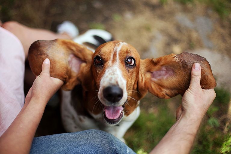 Les races de chiens calmes - liste & ce qui les rend si spéciales Les races de chiens calmes - liste & ce qui les rend si spéciales