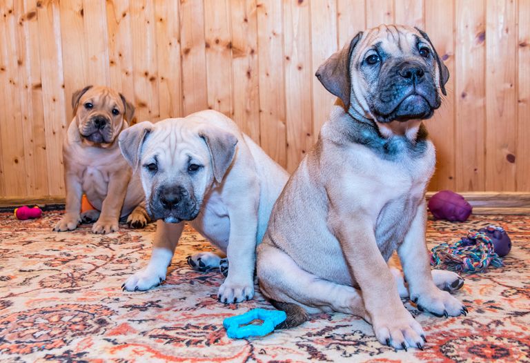 100 noms de chiens inspirés de Disney pour ton compagnon à poils 100 noms de chiens inspirés de Disney pour ton compagnon à poils