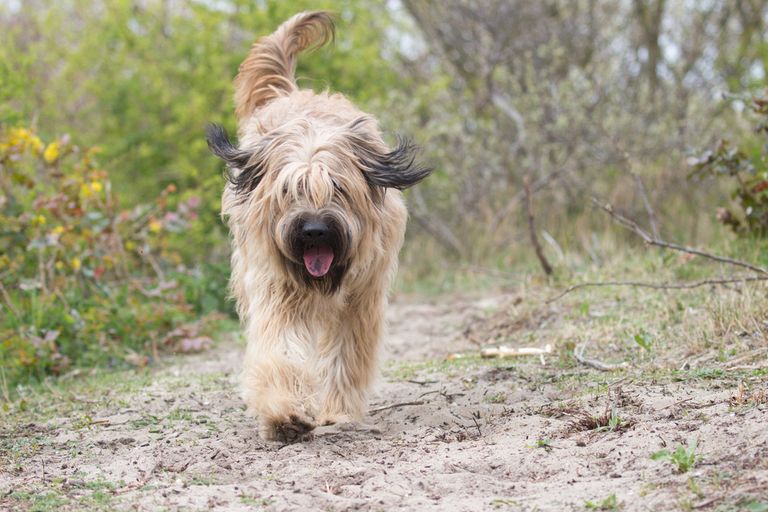 60 noms de chiens espagnols - nos préférés 60 noms de chiens espagnols - nos préférés