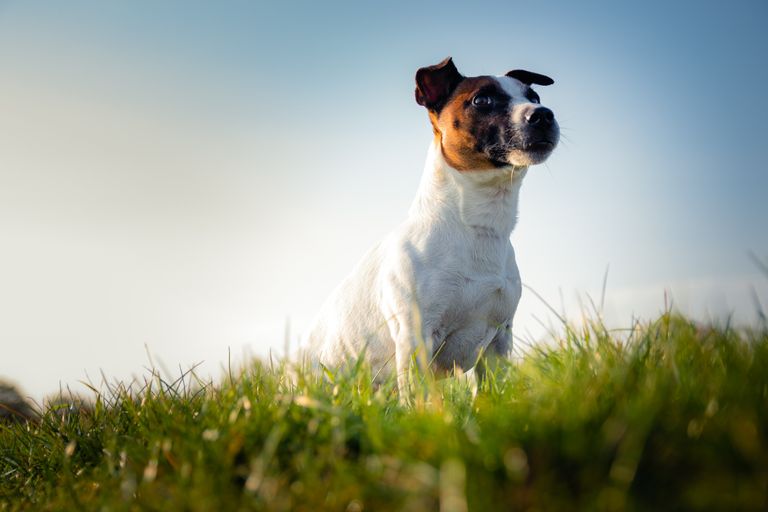 Ces plantes sont toxiques pour ton chien Ces plantes sont toxiques pour ton chien
