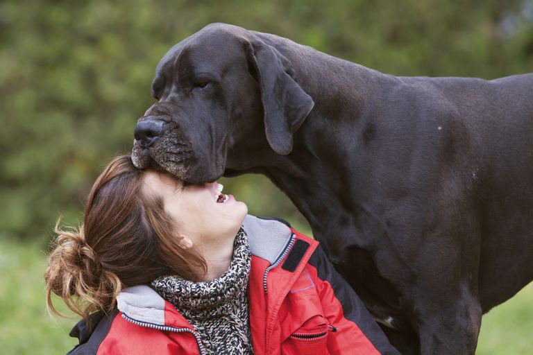 Le plus gros chien du monde Le plus gros chien du monde
